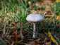 Karcsú őzlábgomba (Macrolepiota mastoidea), Pilis